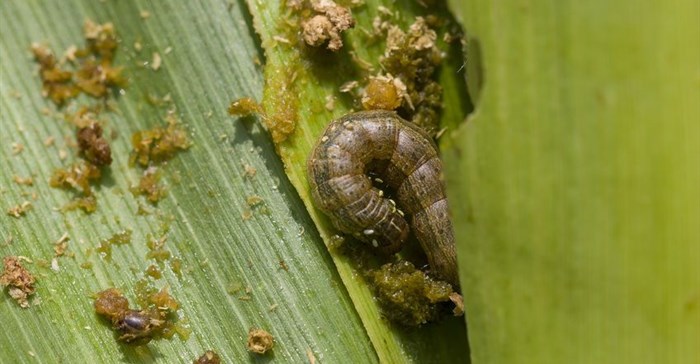 Fall armyworms on march across Africa