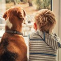 Boomerang pet survey highlights role of pets within families