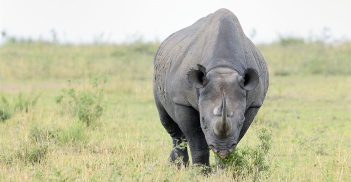 Slight decrease in rhino poaching stats