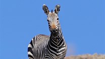 MZNP celebrates 80 years of protecting the Cape mountain zebra
