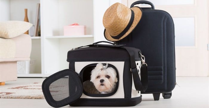 The hospitality industry's pet-friendly evolution