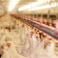 RCL Foods confirms bird flu outbreak at breeder facility