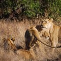 Three amazing lion pride camps in South Africa
