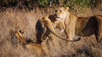 Three amazing lion pride camps in South Africa