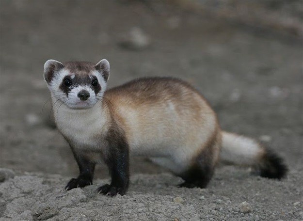 Black-footed Ferret by USFWS Mountain Prairie –