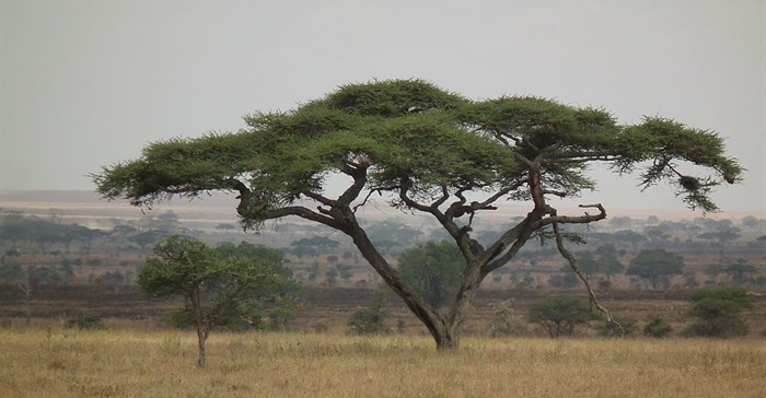 Nevit Dilmen via  - Acacias are  planted in Tanzania as fodder trees