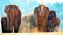 Tips on how to have an ethical elephant experience