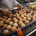 Contaminated eggs show continuing problems with supply chain