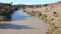 The Tsomo River supplies Xilinxa Dam and Gcuwa Dam in Mnquma municipality. The dams are dangerously low. Photo: Mbulelo Sisulu