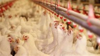 Avian influenza containment crucial for poultry markets