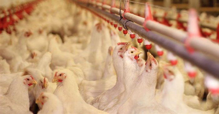 Avian influenza containment crucial for poultry markets