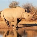 SA's first online rhino horn auction set to open