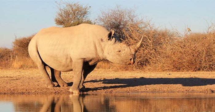 SA's first online rhino horn auction set to open