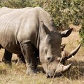 Audit into stockpiles of rhino horn underway