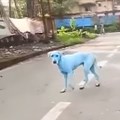 Indian factory shut for dumping dye after dogs turn blue