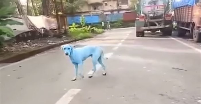 Indian factory shut for dumping dye after dogs turn blue