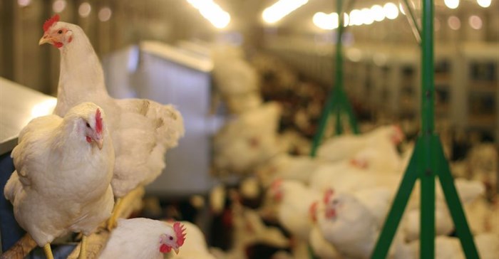 Avian influenza detected on a cape poultry farm