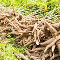 Scientists make breakthrough in fight against cassava diseases