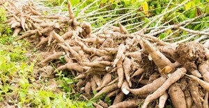 Scientists make breakthrough in fight against cassava diseases