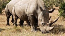 South Africa's first online rhino horn auction ends in risky impasse