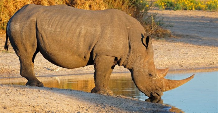 Conservation icon defends rhino baron