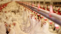 Government affirms support for poultry industry