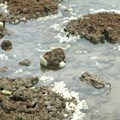 Pacific corals in 'worrying' state: researchers