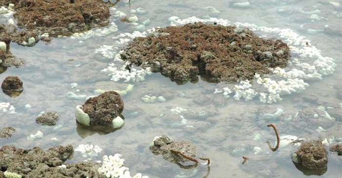 Pacific corals in 'worrying' state: researchers