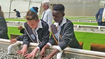 Students plant seedlings in their new aquaponics garden at Laerskool Kempton Park, which was installed by INMED South Africa and Air Products South Africa in Johannesburg.