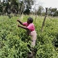 Syngenta takes stock of its 10-year growth plan for its African business