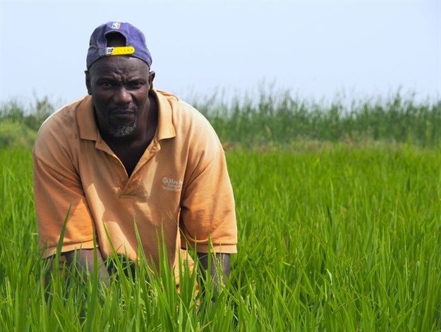 A lead farmer checks his rice field in Senegal. Source: Syngenta