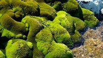 Mosses are sensitive to even minor changes in their living conditions. Sharon Robinson, Author provided