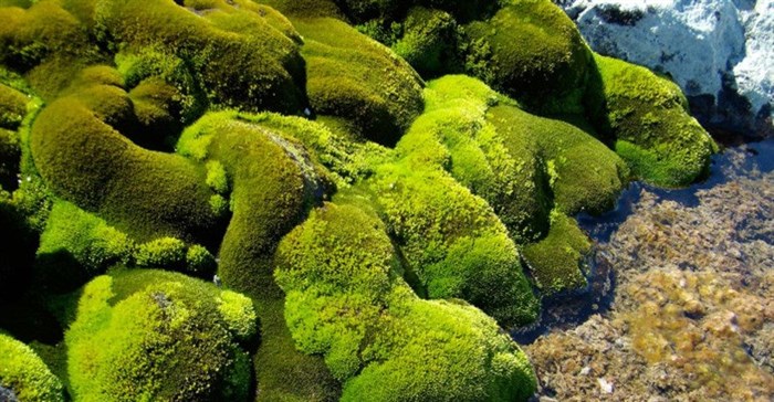 Mosses are sensitive to even minor changes in their living conditions. Sharon Robinson, Author provided