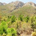 Invasive pine trees in the Western Cape have affected lizards causing their numbers to drop significantly. Author supplied