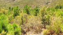 Invasive pine trees in the Western Cape have affected lizards causing their numbers to drop significantly. Author supplied