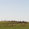 NJR ZA via  - cattle grazing on Jeffreys Bay wind farm