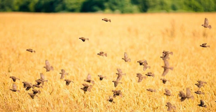 Automatic laser technology deters birds from crops