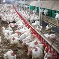Avian flu hits two Quantum Foods farms