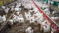 Avian flu hits two Quantum Foods farms