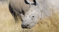 The fight against poaching must shift to empowering communities