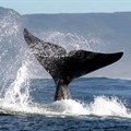 From wine to whales, what to do in three days in Hermanus