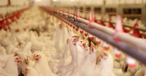 American poultry expert shares gold standard for avian flu control