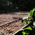 Could macadamia nuts be the dark horse in SA agriculture?