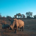 Predictive analytics, cognitive computing, big data used in anti-rhino poaching solution
