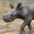 Hong Kong-based airline adopts baby rhino in support of Investec Rhino Lifeline project