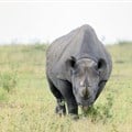 SANParks calls for further assistance in fight against rhino poaching