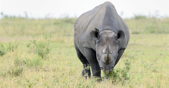 SANParks calls for further assistance in fight against rhino poaching