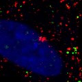 ARMMs (green) are shown getting inside of recipient cells. Red dots are endosomes. Nuclei are stained blue. Photo: Quan Lu and Qiyu Wang
