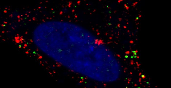 ARMMs (green) are shown getting inside of recipient cells. Red dots are endosomes. Nuclei are stained blue. Photo: Quan Lu and Qiyu Wang