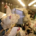 Province-wide plan for avian influenza outbreak